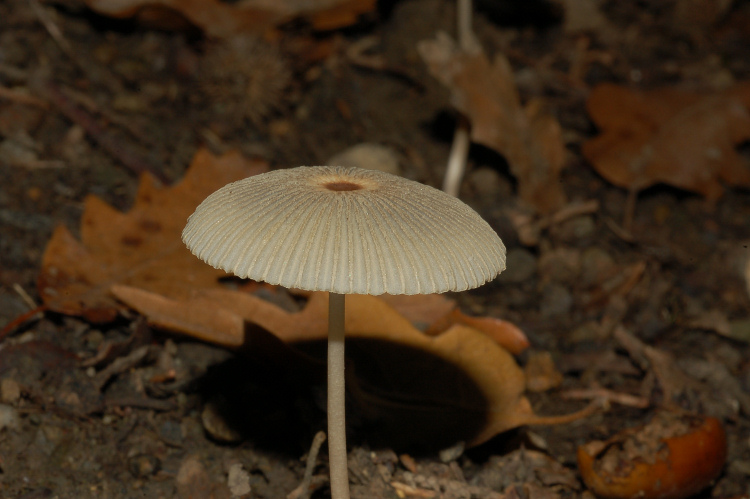 Aphyllophorales a Mondeggi